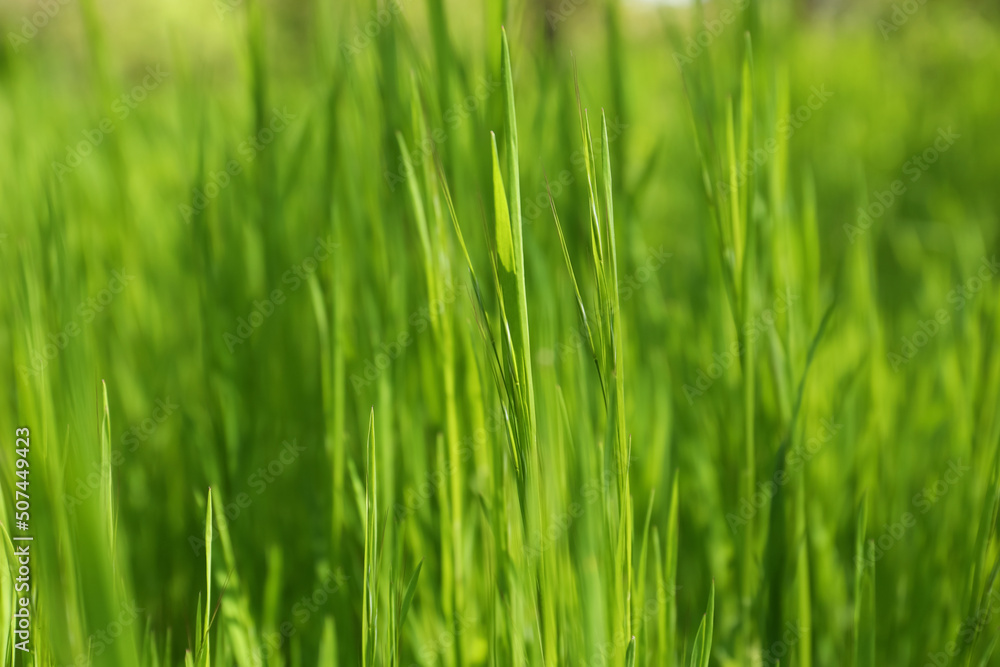 Beautiful vibrant green grass growing outdoors on sunny day, closeup