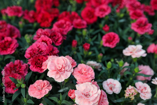 Many beautiful blooming carnations as background  closeup