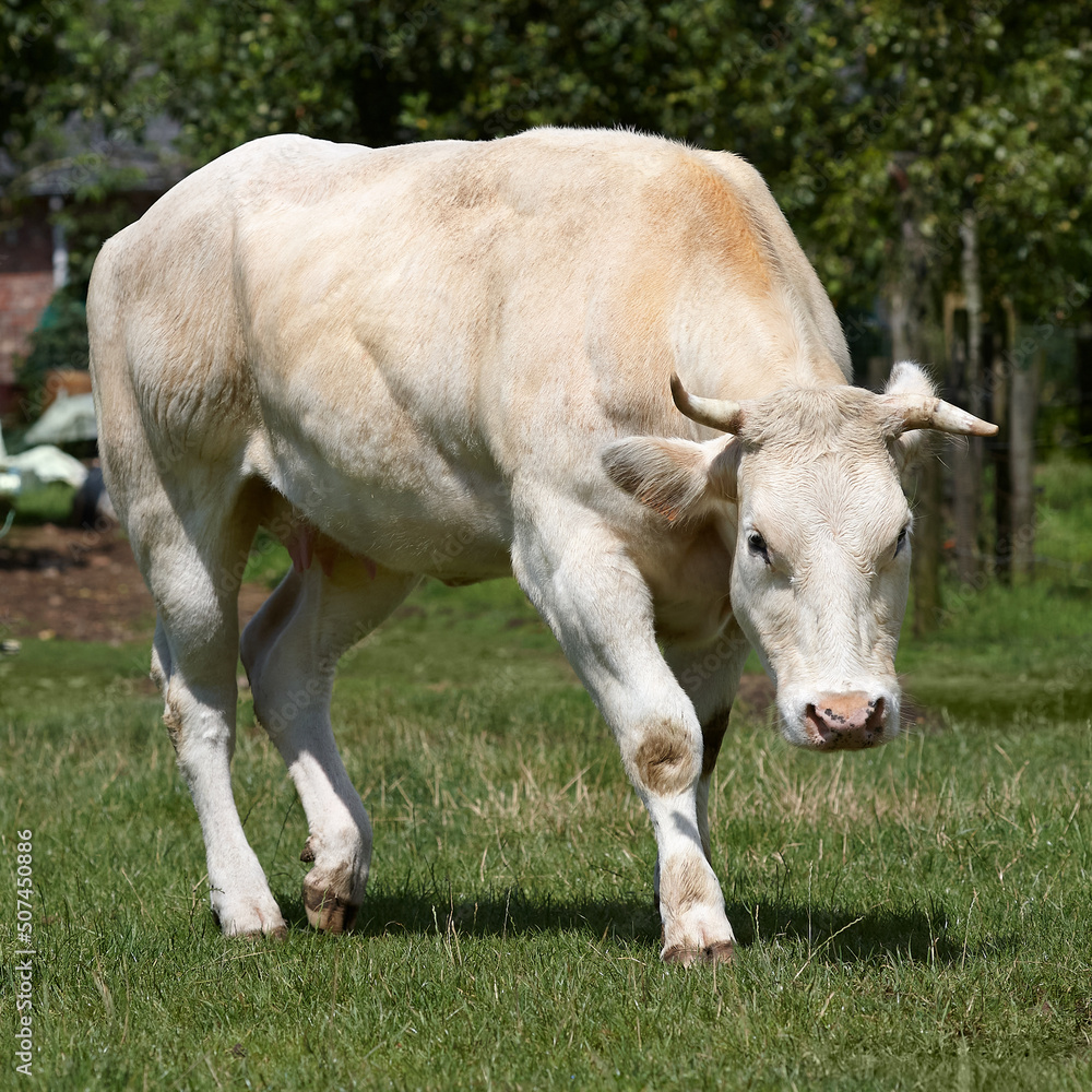 White cow running in the meadow