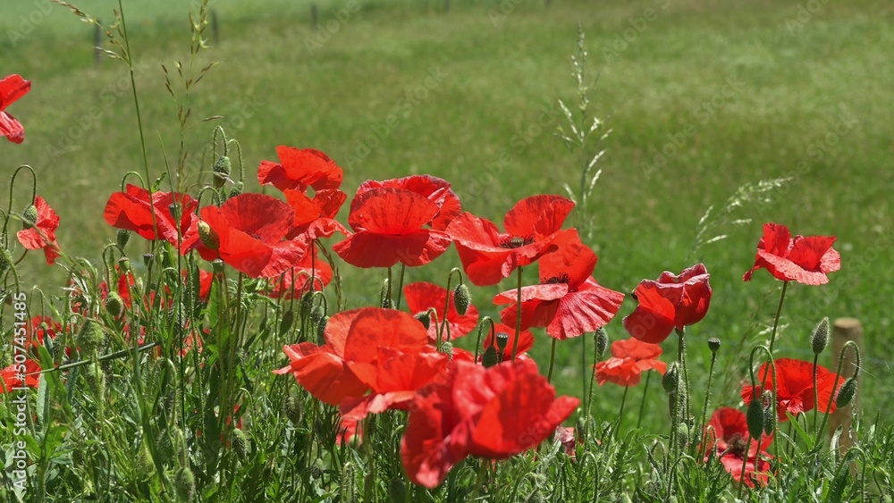 Obraz premium Red poppies in the field. Real time of bee on flower in wind. European honey bee. Apis mellifera in Switzerland.