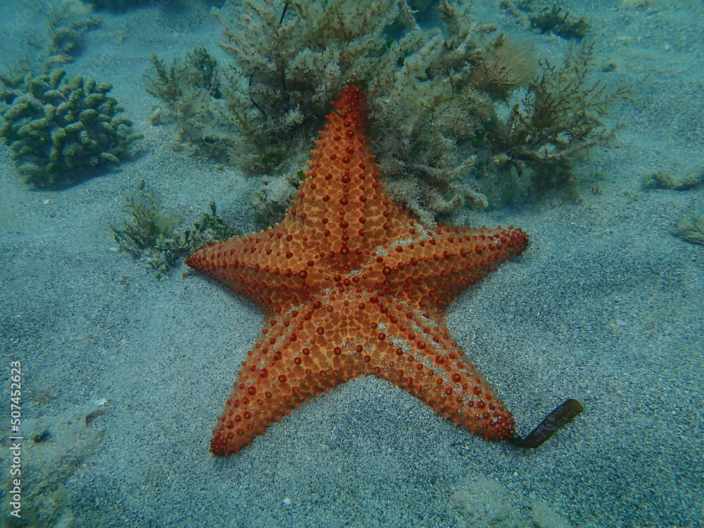 Red cushion sea star or West Indian sea star (Oreaster reticulatus) undersea, Atlantic Ocean, Cuba, Varadero Red cushion sea star or West Indian sea star (Oreaster reticulatus) undersea, Atlantic Ocean, Cuba, Varadero