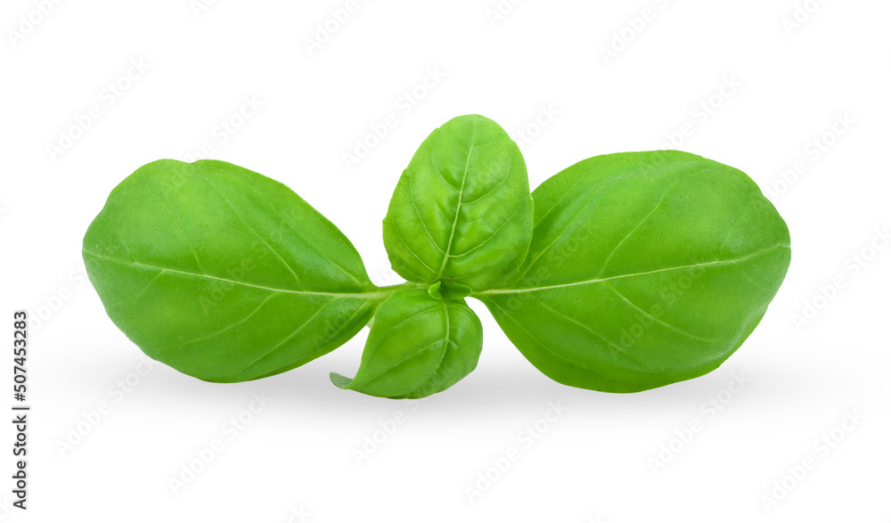 Basil Leaf isolated on white Basil Leaf isolated on white