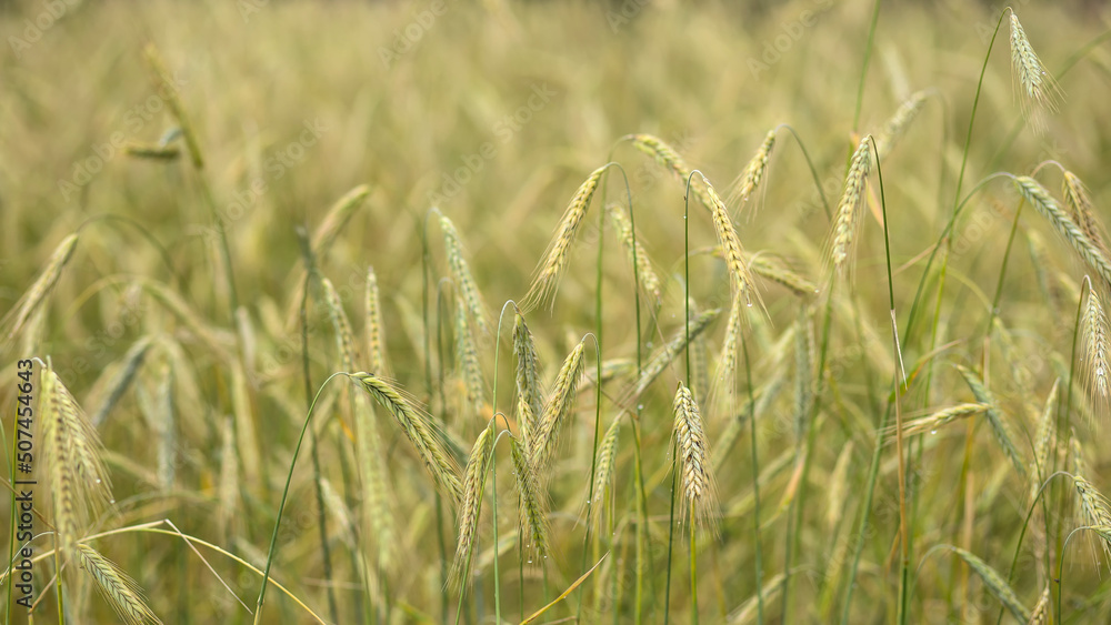 Fototapeta premium The field on which grow rye ears. Grain crop. Global and European grain and wheat crisis after Russia's invasion of Ukraine. Ukraine and Russia world's largest exporters of grain
