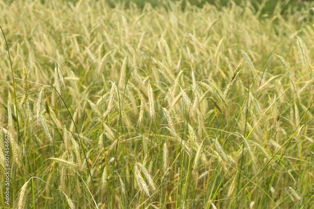 The field on which grow rye ears. Grain crop. Global and European grain and wheat crisis after Russia's invasion of Ukraine. Ukraine and Russia world's largest exporters of grain The field on which grow rye ears. Grain crop. Global and European grain and wheat crisis after Russia's invasion of Ukraine. Ukraine and Russia world's largest exporters of grain