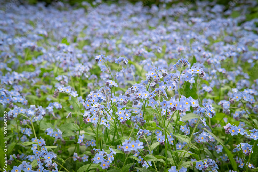 Flowers blossom on a field with dark blurred background. Water forget-me-not or Scorpion-grass sky-blue petals. Spring and summer meadow or forest dark backdrop. Edible garden herbs. Selective focus