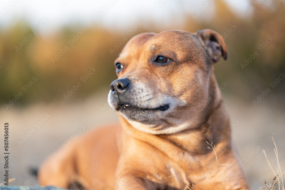 Dog animal portrait with blurred out background. Pro animal photographer. Staffordshire bull terrier.