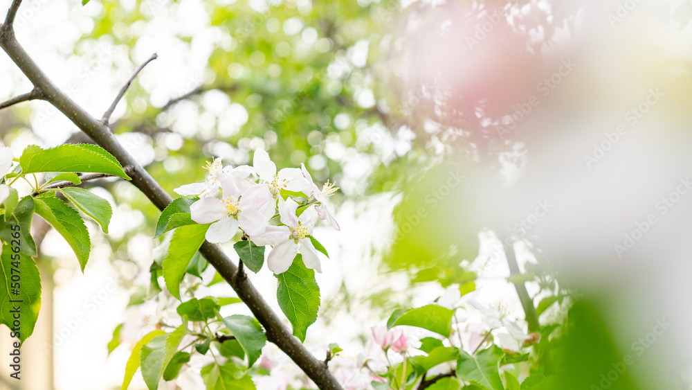 blossoming apple trees in the garden, harvest, pollination, horticulture blossoming apple trees in the garden, harvest, pollination, horticulture