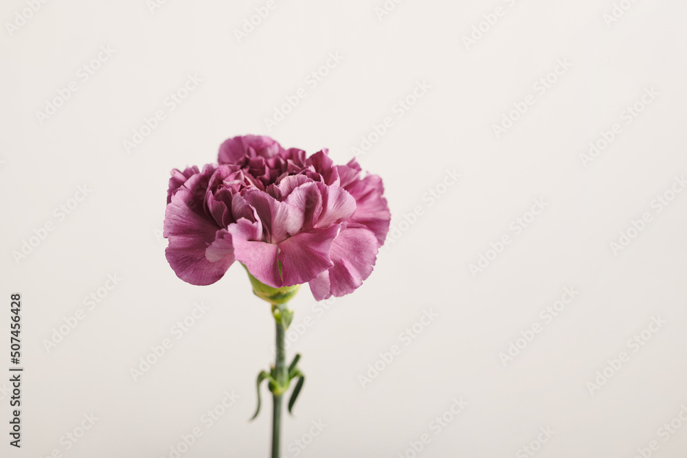 Medium close-up shot of beautiful fresh purple flower against white wall background, copy space Medium close-up shot of beautiful fresh purple flower against white wall background, copy space
