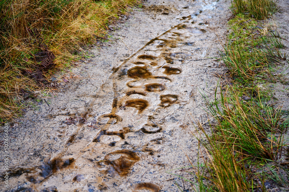 View of a muddy footpath in woodland