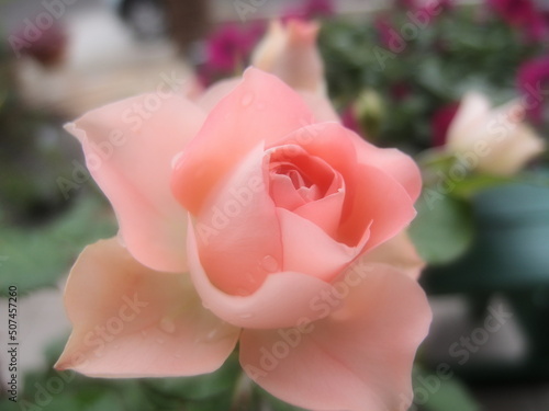 水滴が滴るピンクのバラ