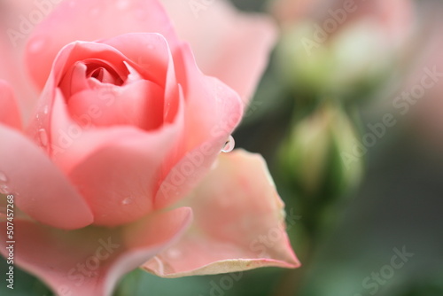 水滴が滴るピンクのバラ