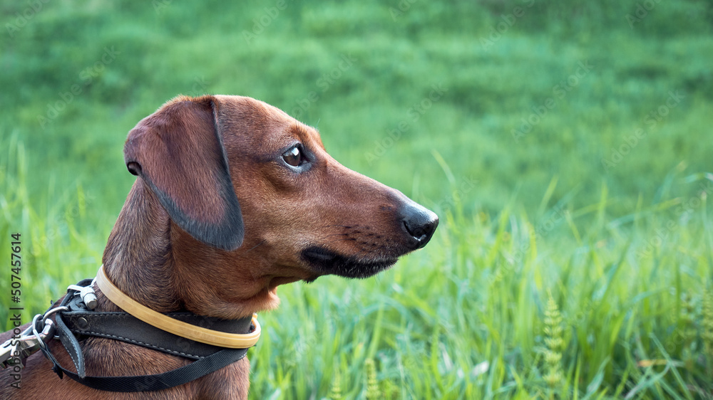 Red smooth-haired dachshund outdoors. Head of a hunting dog close-up on a background of green grass