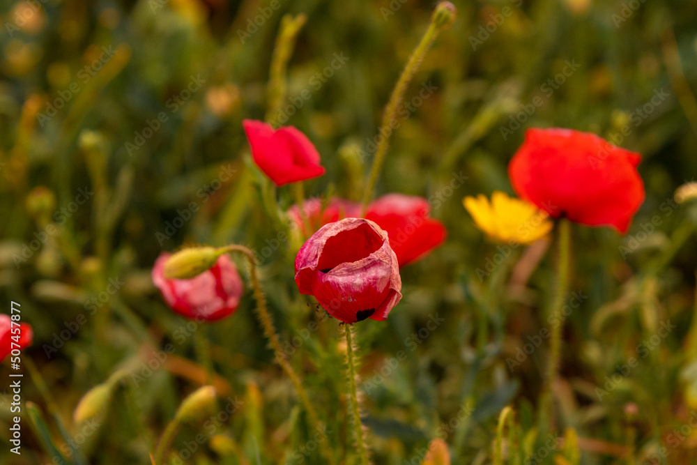 Poppy Poppy