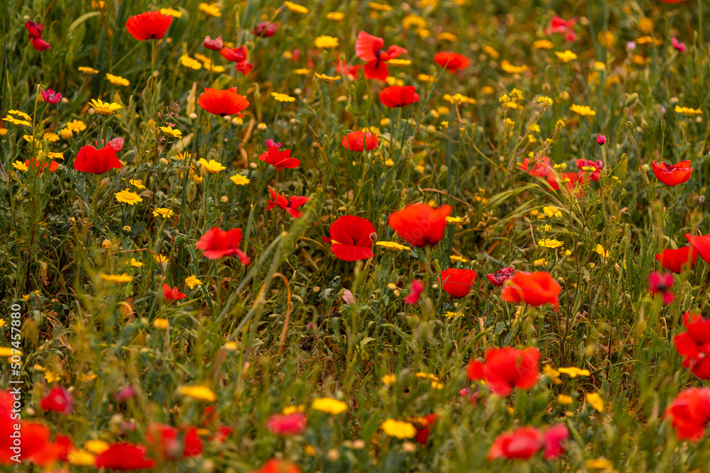 Fototapeta premium Poppy