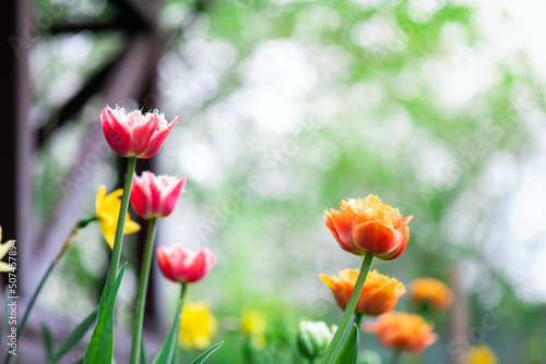 Bloom tulips in spring in flower garden. Beautiful tulips flowers. Flowering background of spring flowers tulips in garden