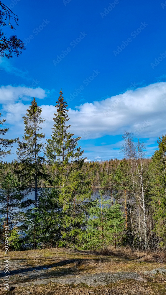 forest in spring forest in spring