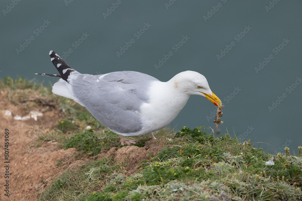Obraz premium kittiwake picking up a dead chick at Bempton Cliffs, a nature reserve run by the RSPB, at Bempton in the East Riding of Yorkshire, England. Kittiwakes (genus Rissa) are seabirds