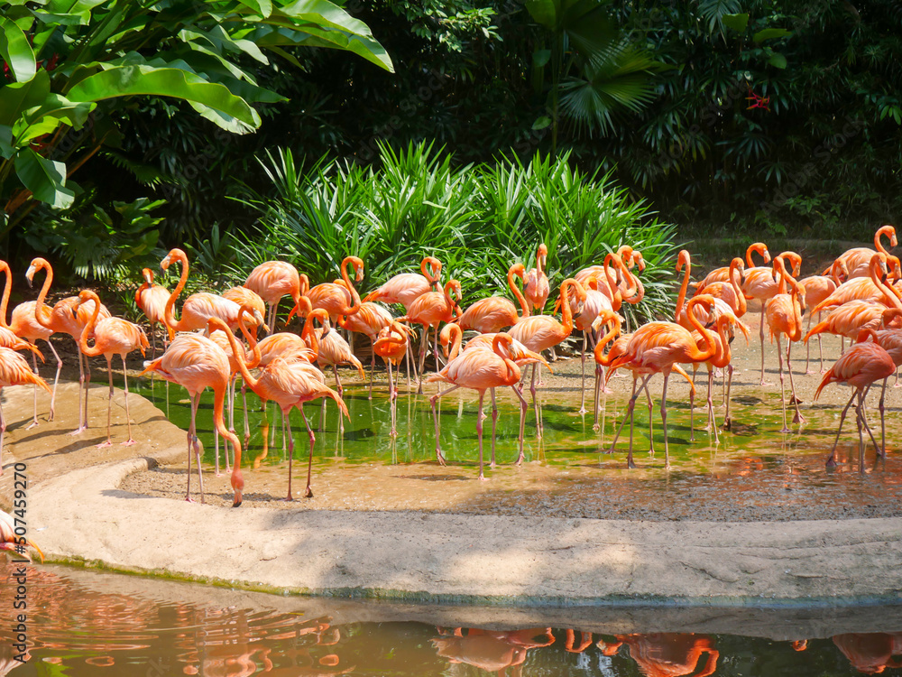 Obraz premium Caribbean flamingos also known as American flamingo (Phoenicopterus ruber) is a large species of flamingo relaxing in water river