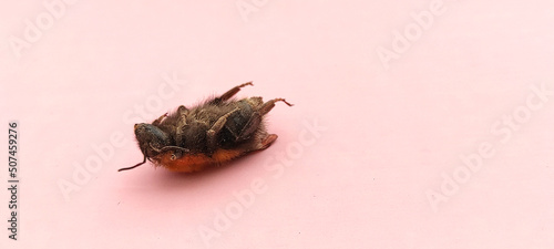 Selective focusing shot of a dead bee on a pink background. 