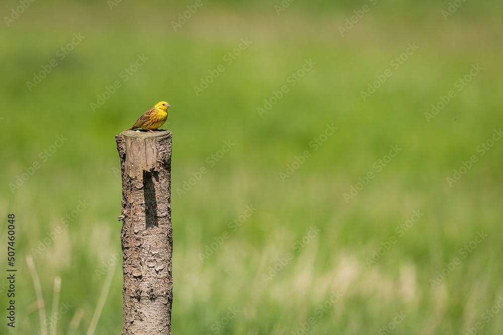 The yellowhammer, a male passerine bird, perching on a wooden pole at the pasture on a sunny spring day. Green grass in the background.