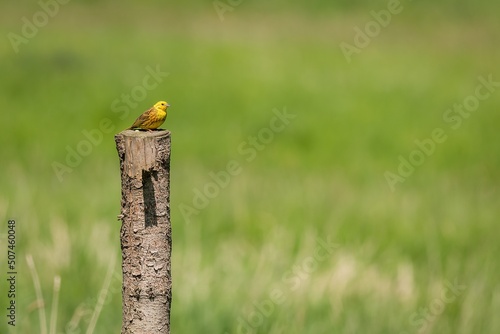 Obraz na płótnie The yellowhammer, a male passerine bird, perching on a wooden pole at the pasture on a sunny spring day. Green grass in the background. w salonie