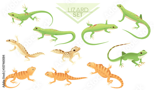 Collection of Green and brown small lizard cartoon animal design vector illustration