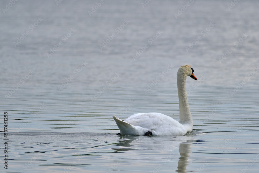 Fototapeta premium a wonderful swan on a pond