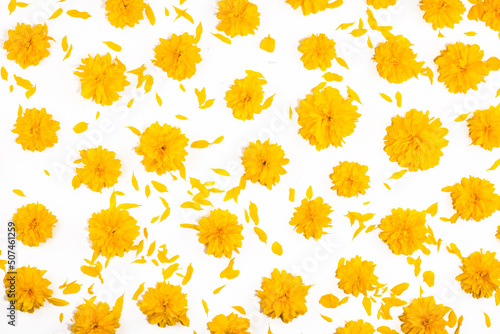 Yellow flowers on isolated white background. Bright floral card. Botany and flora concept. Top view, realistic photo collage, flowers banner, floral pattern for fabrics, wrapping paper or cards