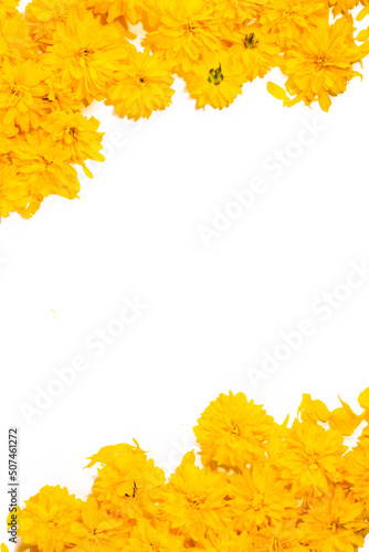 Flowers background. Frame and border pattern of bright yellow flowers on white background. Top view  copy space  floral card  floral pattern for fabrics. Summer and spring blooming yellow flowers