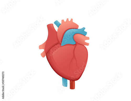 Human heart cartoon design human anatomy organ vector illustration on white background