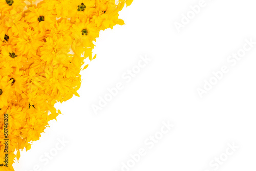 Flowers background. Frame and border pattern of bright yellow flowers on white background. Top view, copy space, floral card, floral pattern for fabrics. Summer and spring blooming yellow flowers