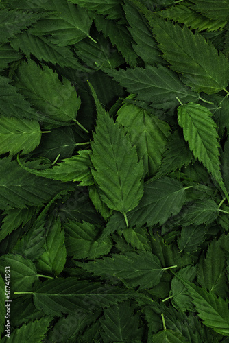 Green leaves pattern background. Nature background and wallpaper. Tropical leaf forest layout for creative design elements. Creative layout made from green leaves. Close up, flat lay, top view.