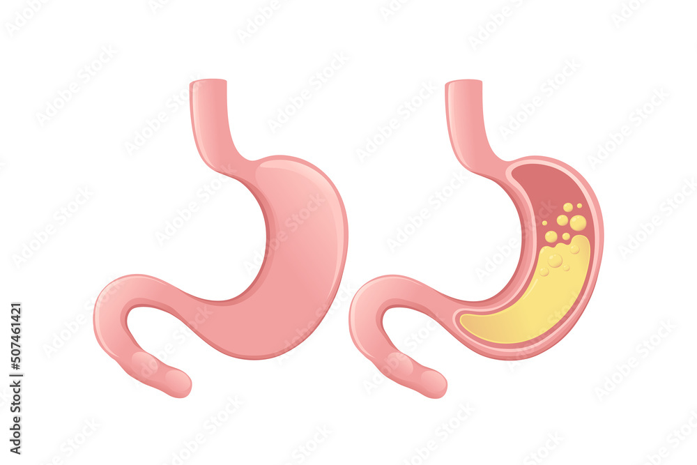 Human Stomach cartoon design human anatomy organ vector illustration on white background Human Stomach cartoon design human anatomy organ vector illustration on white background