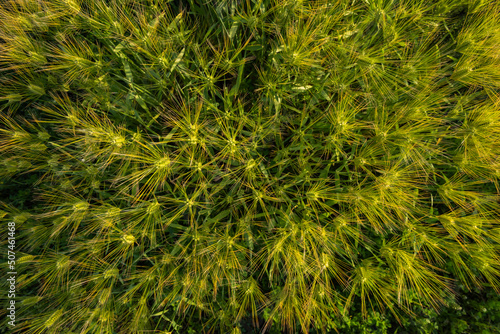 Top view of a green wheat plants in the field.