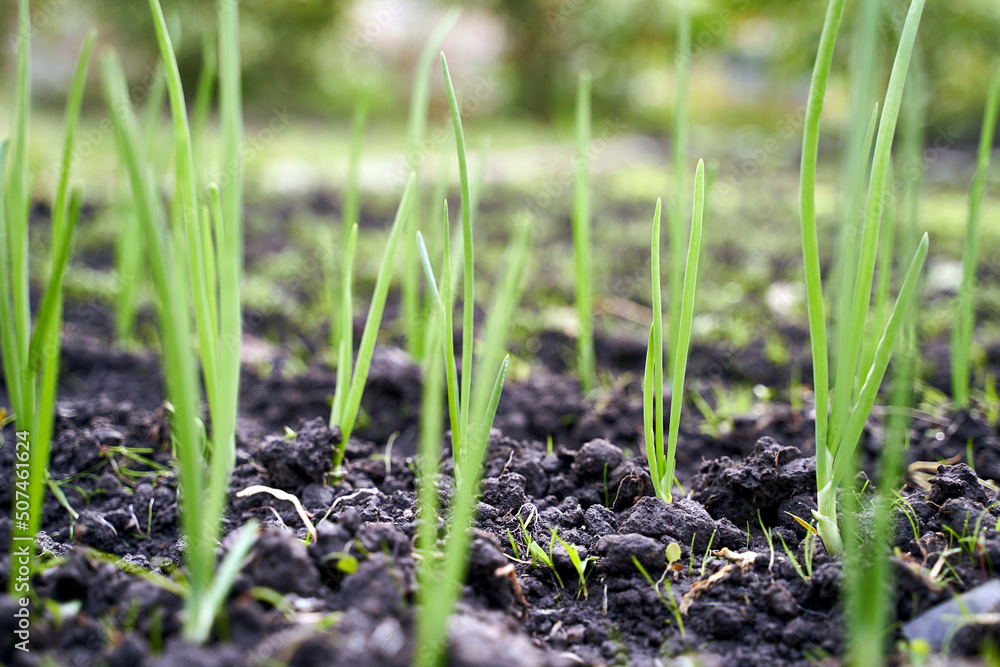 Green fresh onion sprouts on garden bed in organic vegetable garden on a farm