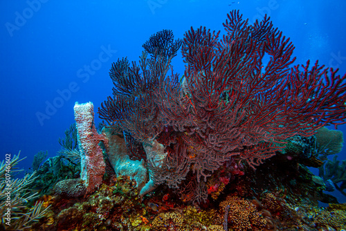 Caribbean coral garden, roatan