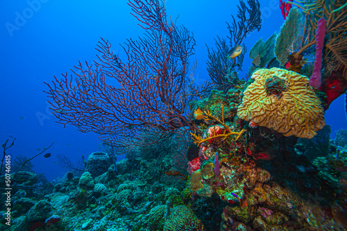 Caribbean coral garden, roatan