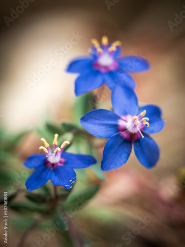 Blaue Blumen auf sandigem Untergrund