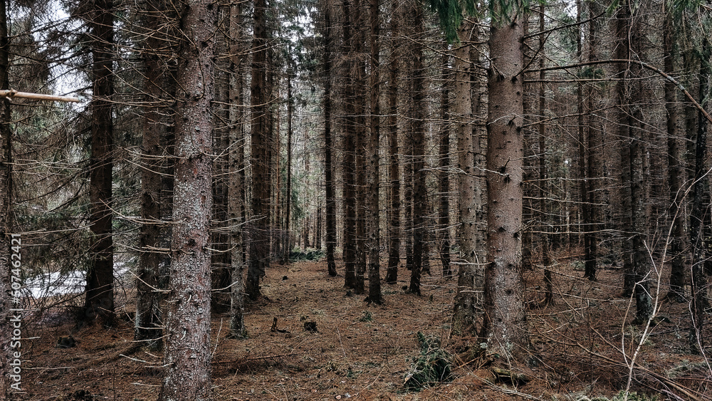 Fototapeta premium trees in the forest