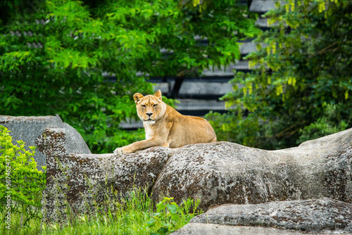 The lioness lies quietly on the stone. The lioness resting.  photo