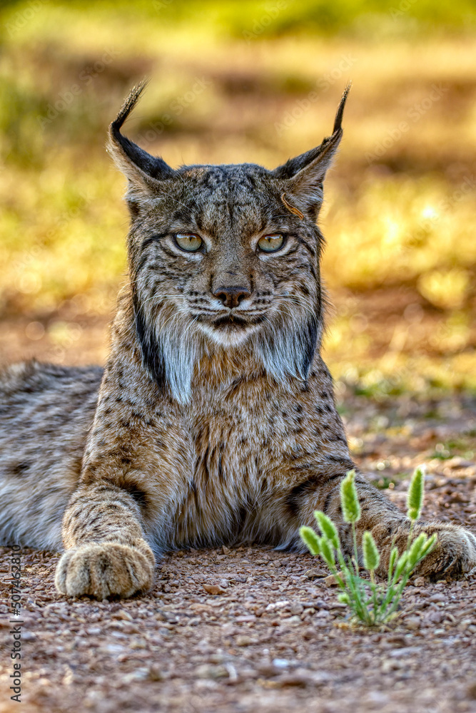 Fototapeta premium Iberian Lynx watching in Castilla La Mancha, Spain.