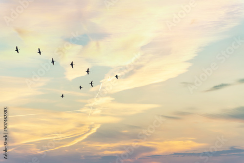 Migratory birds flying in the shape of v on the soft and blur pastel colored sky background. gradient clouds on the beach resort. nature. sunrise.  peaceful morning.Instagram toned style © flowertiare