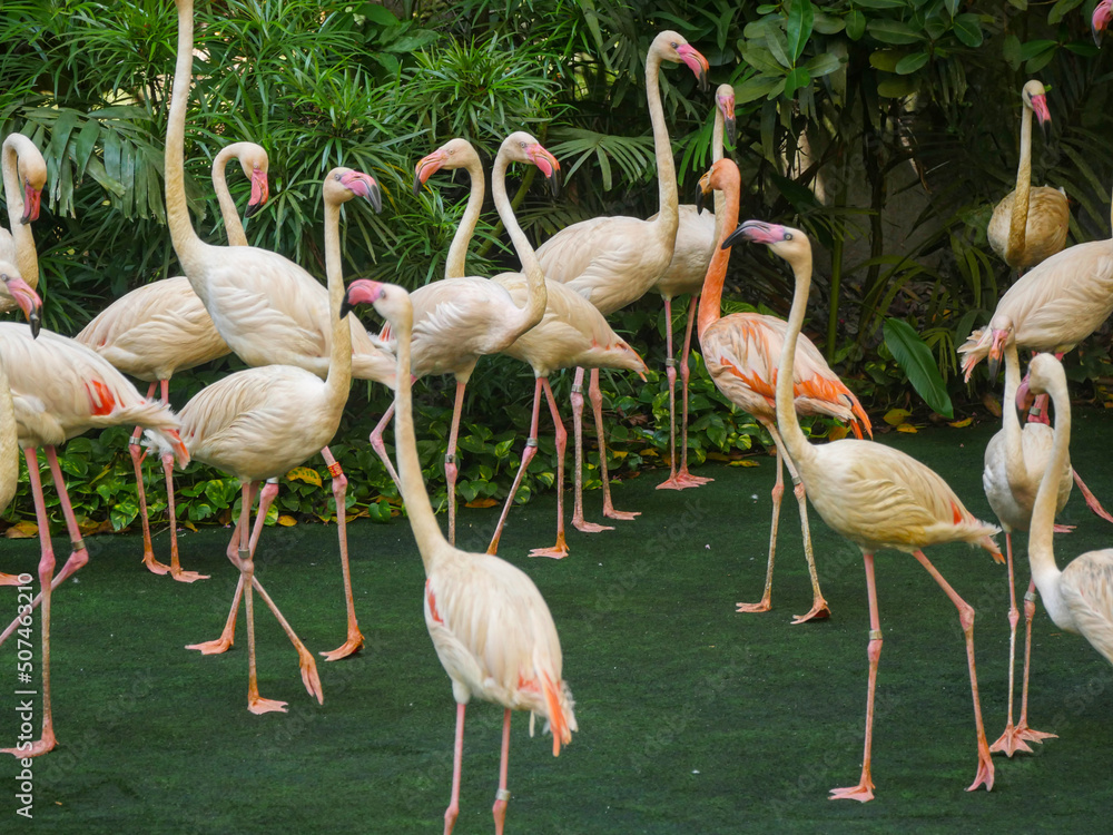 Obraz premium Flamingos or flamingoes, big water bird gathered in Park