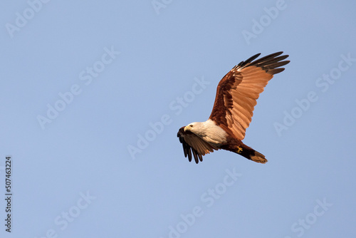 A juvenile Brahminy kite soars gracefully along a clear blue sky.