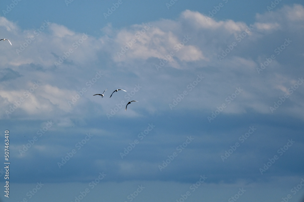 Fototapeta premium storks in the sky together flying