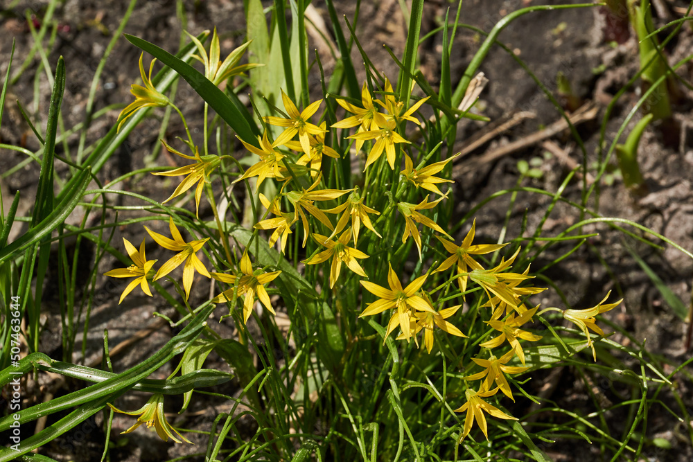 Spring. On a bed bloom Goose onions or onion Bird (lat. Gagea). Spring. On a bed bloom Goose onions or onion Bird (lat. Gagea).