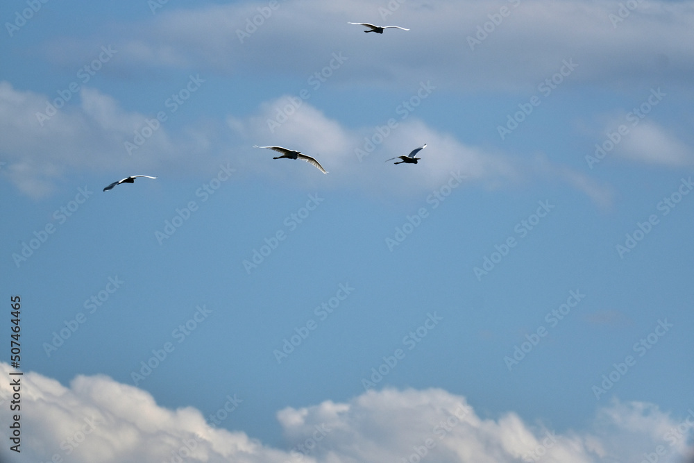 storks in the sky together flying