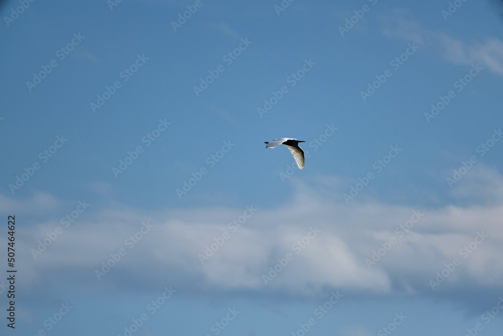 Fototapeta premium storks in the sky together flying