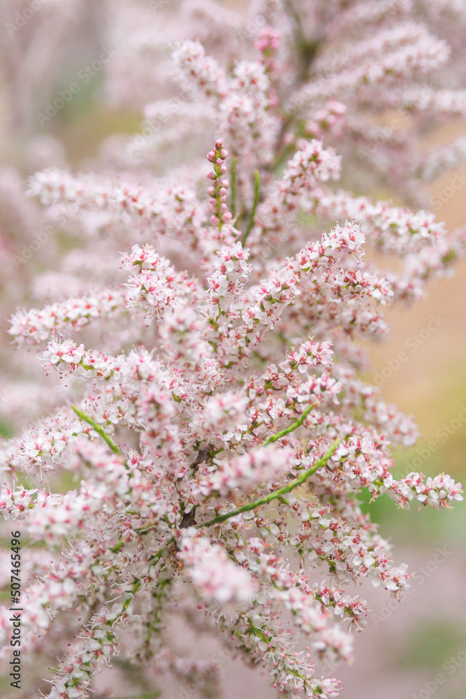 Small-flowered Tamarix parviflora an  ornamental plant with tiny pink flowers. French tamarisk deciduous, herbaceous, twiggy shrub. Nature concept for design. Close-up. Selective focus.