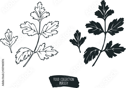 food collection parsley ingredients set